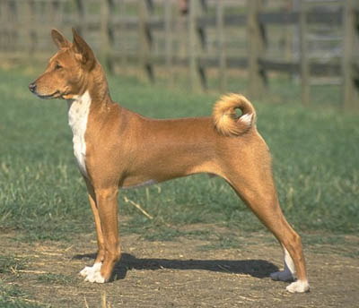 Basenji