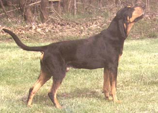 černotříselný coonhound