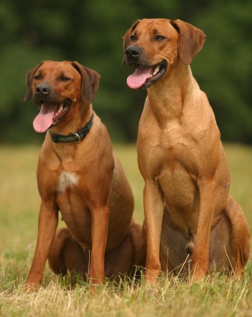 Rhodéský ridgeback