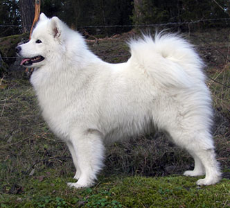 Samojed